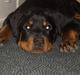 Rottweiler  Cue C´zar 