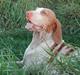 Bracco italiano Rakija (Død 2008)