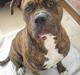 Amerikansk bulldog Samson