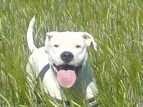 Dogo argentino Diva billede 2