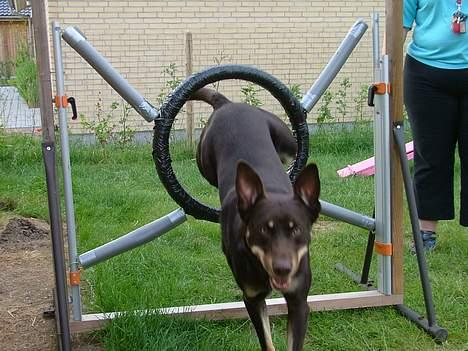 Australsk kelpie Letnetti (GY) Tazz - Tazz ved hans elsket Agility man skal være hurtig på aftrækken for at skyde et billede af ham billede 1