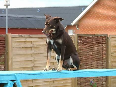 Australsk kelpie Letnetti (GY) Tazz - Hvis man vil tage et billede når han tager balancen må han sidde stille. billede 2