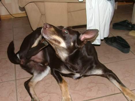 Australsk kelpie Letnetti (GY) Tazz - Renlighed er en god ting og når det klør så klør det. billede 3