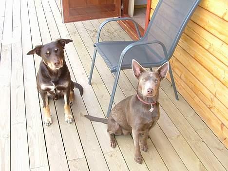 Australsk kelpie Letnetti (GY) Tazz - Her er Tazz med sin datter Amanda han er ydermere far til Carlo som I også her på hundegalleriet. billede 4