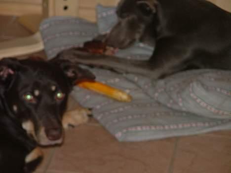 Australsk kelpie Letnetti (GY) Tazz - Skal vi ikke dele? billede 5