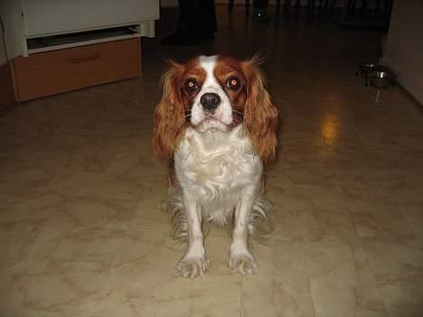Cavalier king charles spaniel cocio billede 9