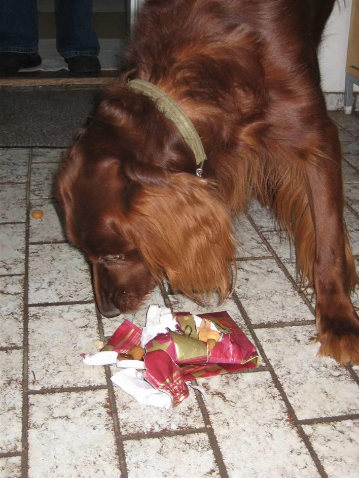 Irsk setter † Boss † R.I.P. Kirstinekjær's Boss billede 5