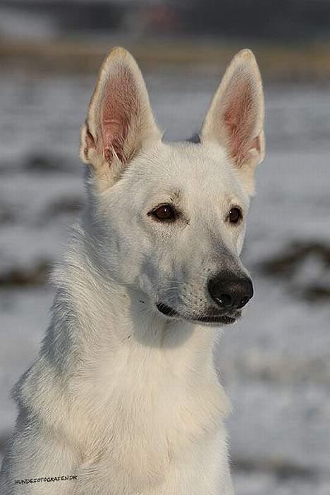Hvid schæfer Chili billede 1