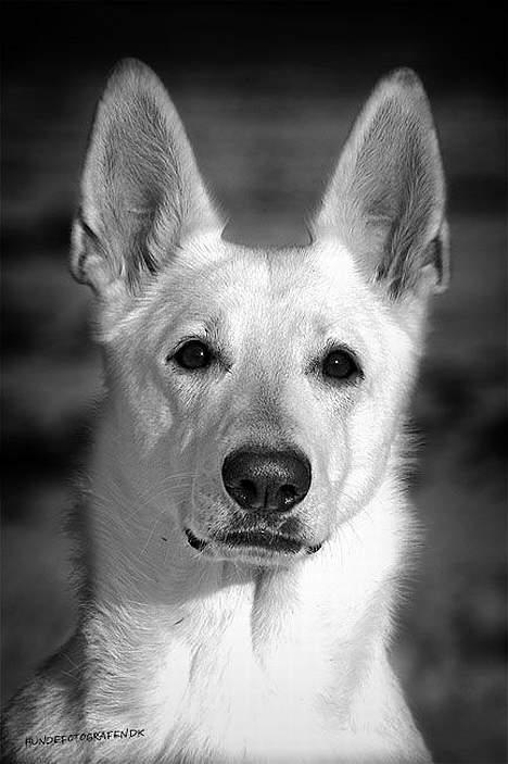 Hvid schæfer Chili billede 2