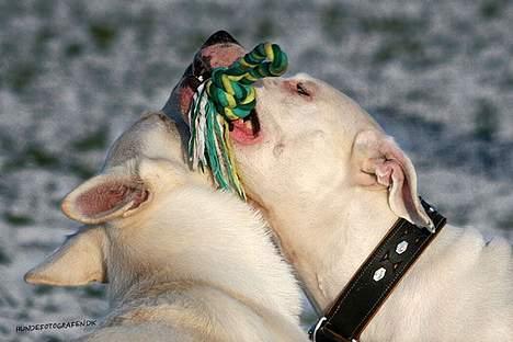 Hvid schæfer Chili billede 3