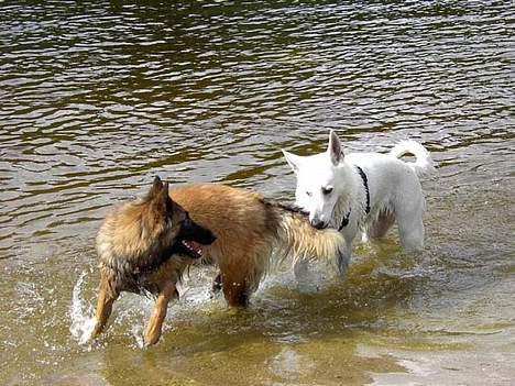 Hvid schæfer Chili billede 4