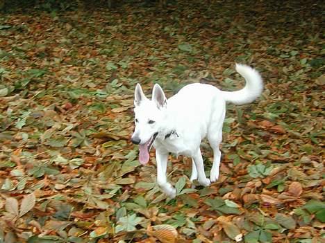 Hvid schæfer Chili billede 5