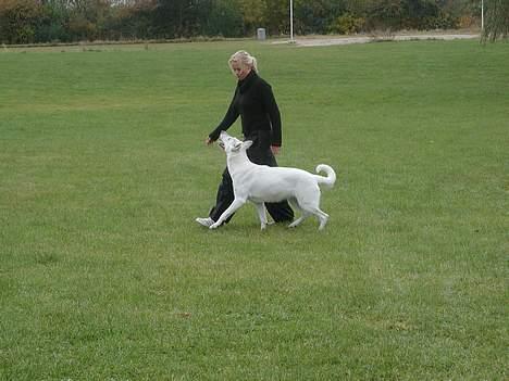 Hvid schæfer Chili billede 6