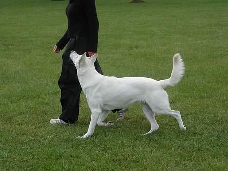 Hvid schæfer Chili billede 7