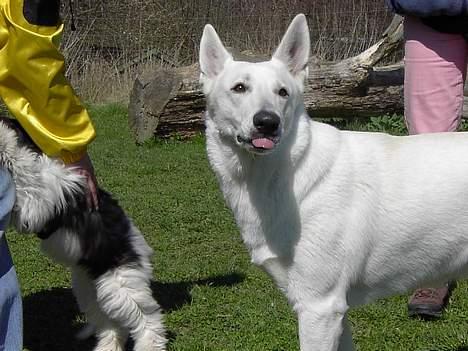 Hvid schæfer Chili billede 8