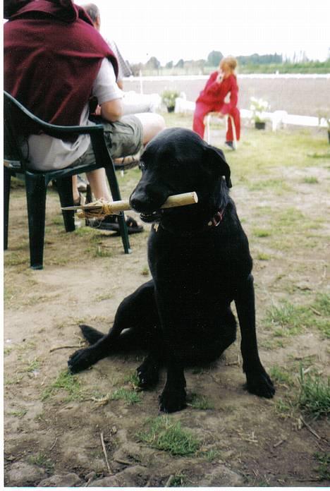 Labrador retriever Sofus R.I.P - © Loús Foto billede 1