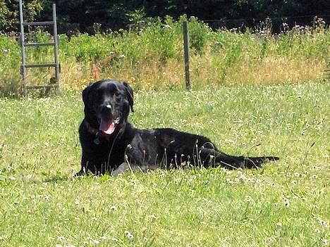 Labrador retriever Sofus R.I.P - © Loús Foto billede 2