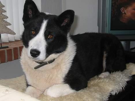 Karelsk bjørnehund Dina - Vores søde Dina.. billede 1