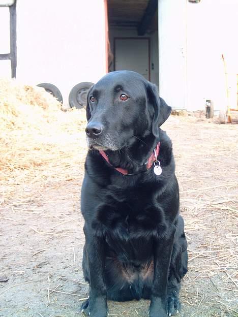 Labrador retriever Sofus R.I.P - © Loús Foto billede 3