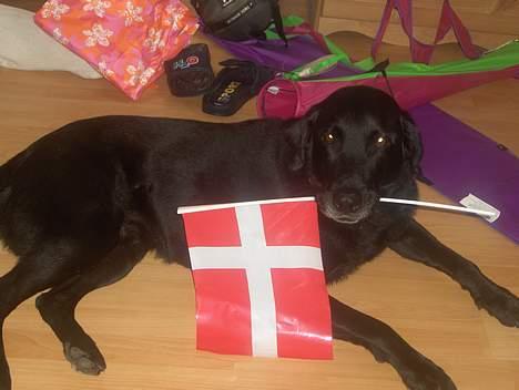 Labrador retriever Sofus R.I.P - © Loús Foto billede 4