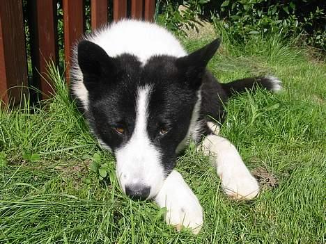 Karelsk bjørnehund Dina - Slapper af på græsset.. billede 2