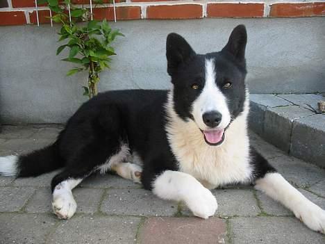 Karelsk bjørnehund Dina - En varm sommerdag... billede 3