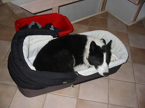Karelsk bjørnehund Dina - Napper lige en lur i baby´s barnevogn. billede 4