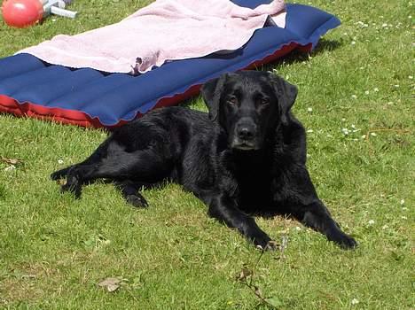 Labrador retriever Sofus R.I.P - © Loús Foto billede 5