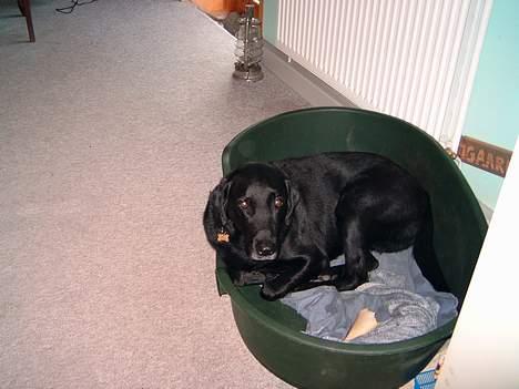 Labrador retriever Sofus R.I.P - © Loús Foto billede 6