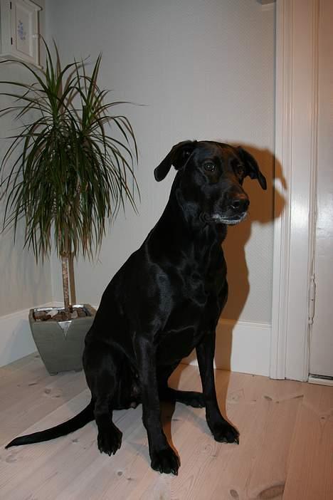 Labrador retriever Tulle billede 13