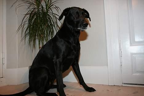 Labrador retriever Tulle billede 14