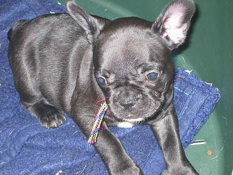 Fransk bulldog liva - her er jeg så, kun 7 uger gammel og næsten stor nok til at flytte hjem til min nye familie billede 1