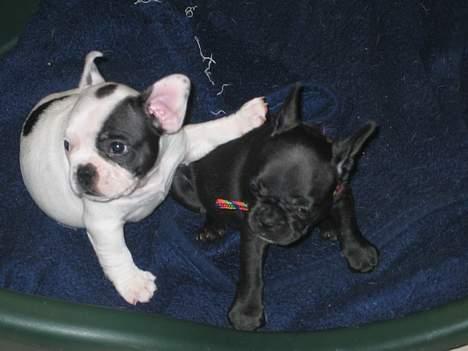 Fransk bulldog liva - mig og min bror paven da vi var 7 uger billede 2