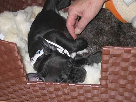 Fransk bulldog liva - første dag hjemme hos min familie billede 3