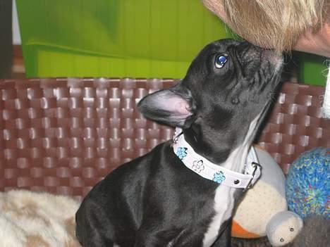 Fransk bulldog liva - du må da godt få et kys af mig billede 4