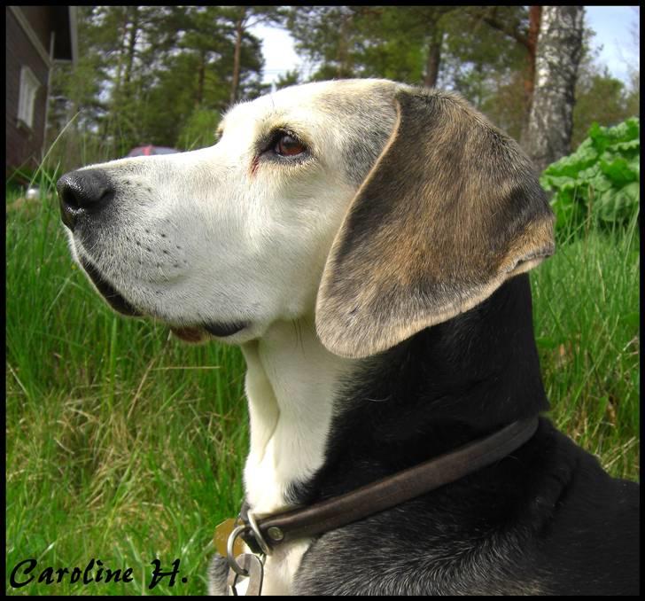 Dunker støver Tricho billede 7