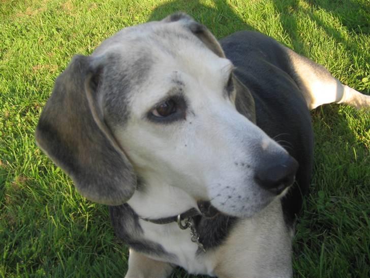 Dunker støver Tricho billede 8