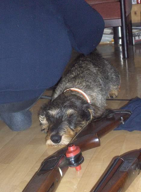 Gravhund Goliath  - Slapper av billede 1