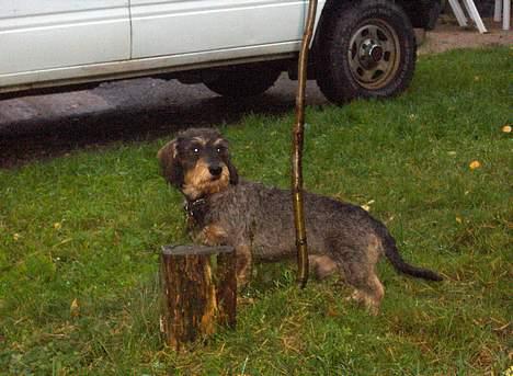 Gravhund Goliath  - Ser etter nabo-tispene =P billede 2