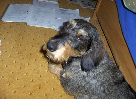 Gravhund Goliath  billede 3