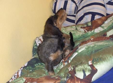 Gravhund Goliath  billede 4