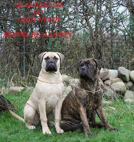 Bullmastiff Bullsaints Aurea The Gent billede 2