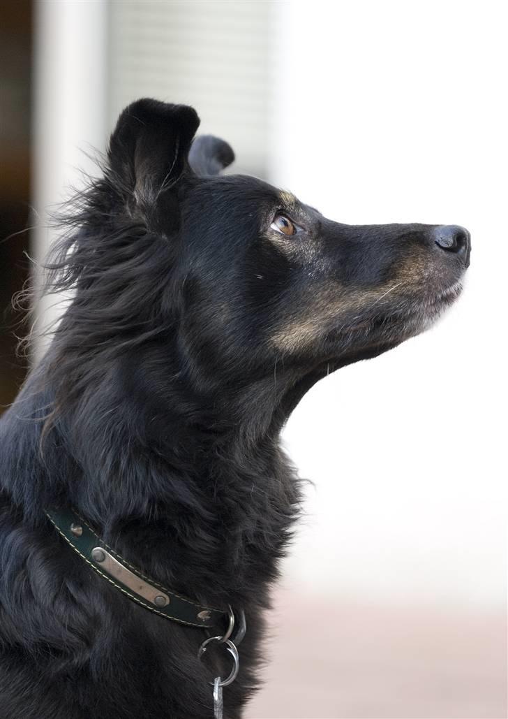 Blanding af racer Maxi billede 16