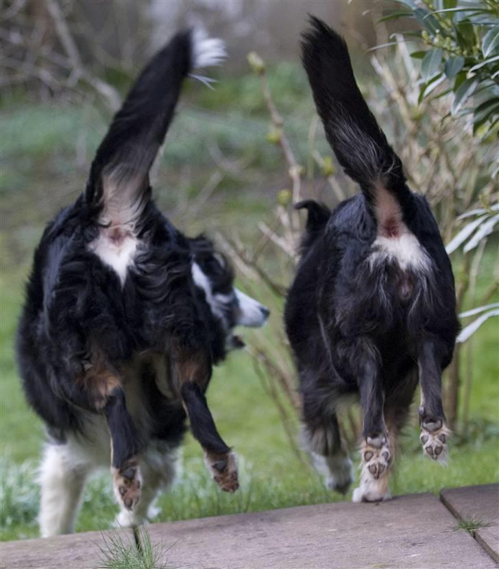 Blanding af racer Maxi billede 17