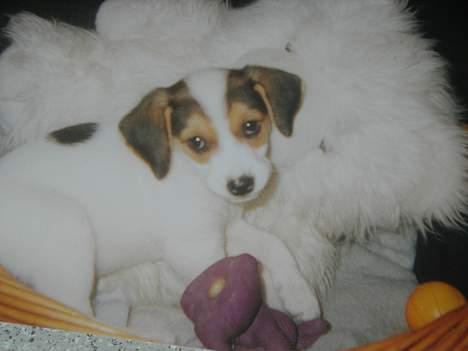 Blanding af racer !....Dolly....­­!­­ - se lige de øjne...! (8 uger)´ billede 10