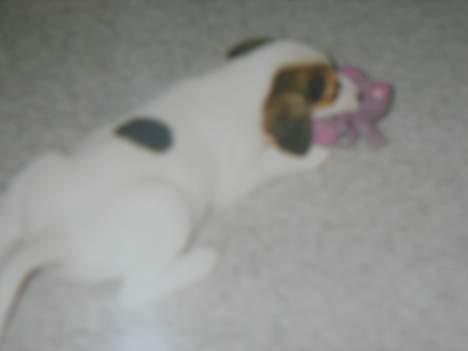 Blanding af racer !....Dolly....­­!­­ - jeg elsker mit kanin legetøj billede 11