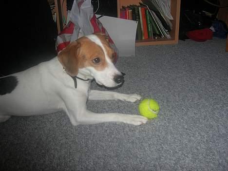 Blanding af racer !....Dolly....­­!­­ - halllo? er der ik noogen der gider snak med mig? :´( billede 12