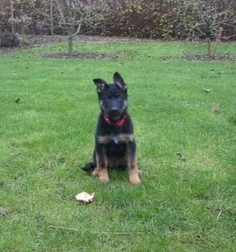 Schæferhund Dj'appes Lea R.I.P billede 16