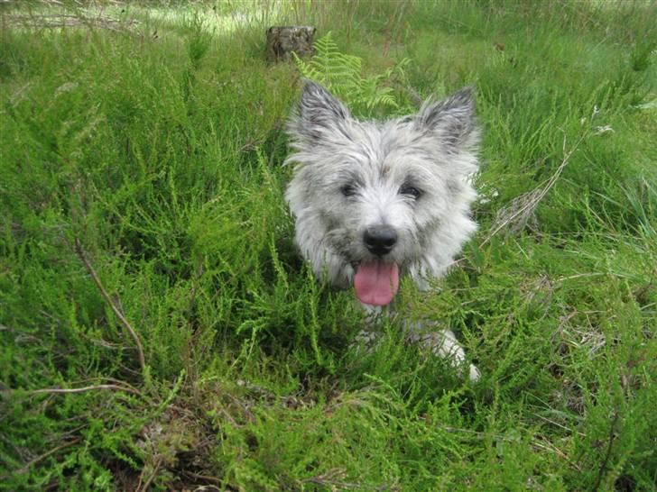 Cairn terrier Malou aka Sheriffen  billede 15