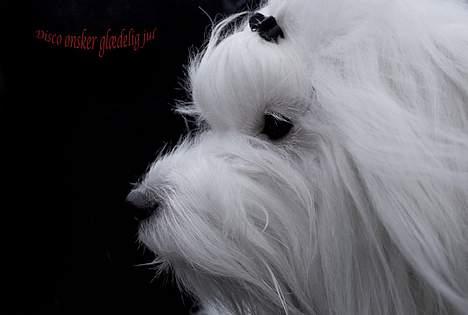 Coton de tulear Disco - Disco ønsker glædelig jul :-) billede 14
